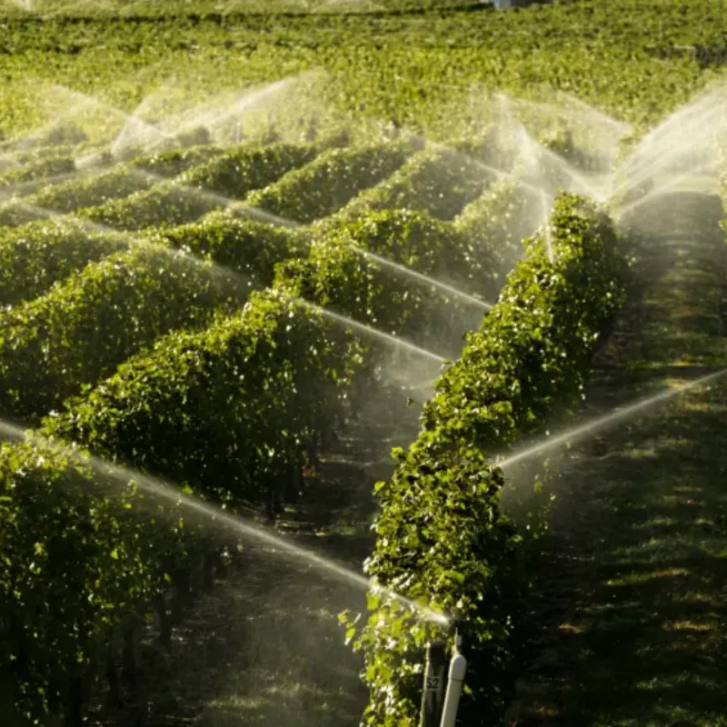 Precision Irrigation Revolution: Why French Farms Are Embracing Drip Technology for Unmatched Efficiency & Sustainability