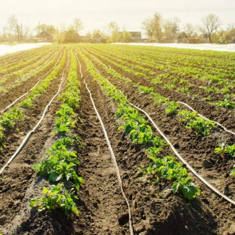 Drip Irrigation Tape: The Silent Revolution Saving South American & African Farmers 60% Water & Hours